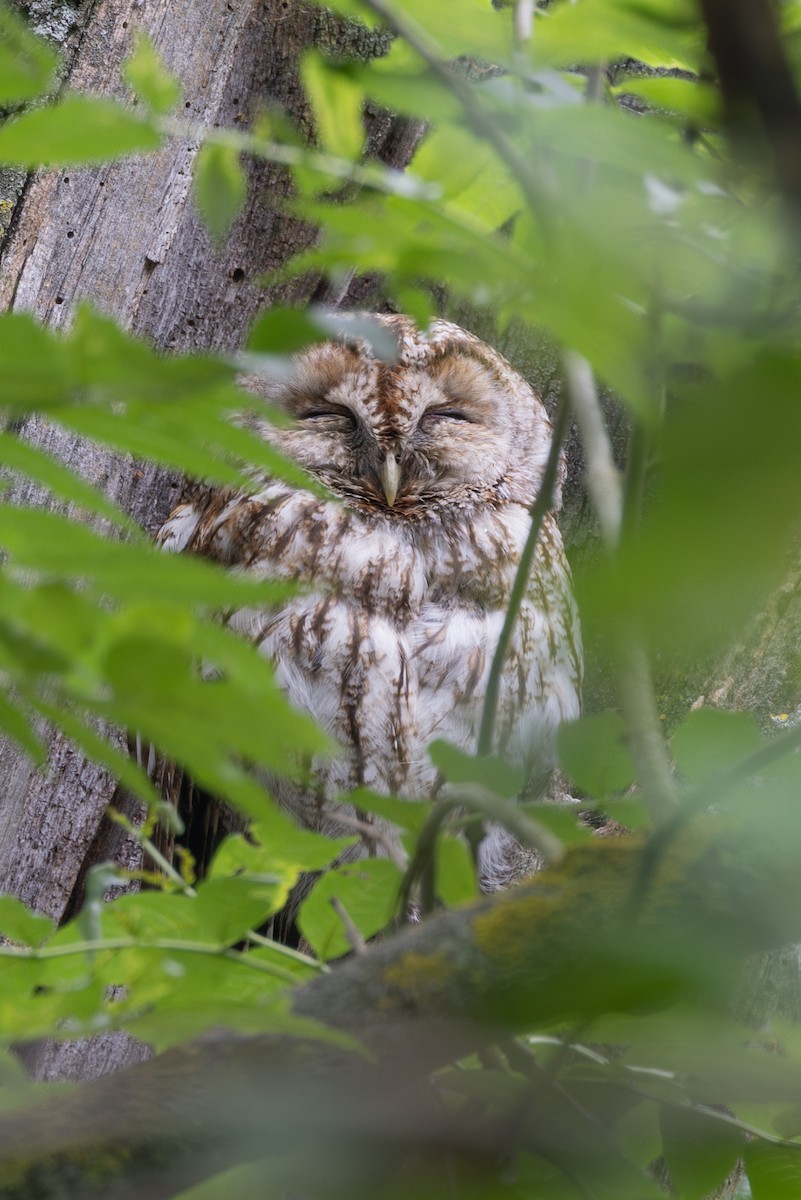 Tawny Owl - ML620639389