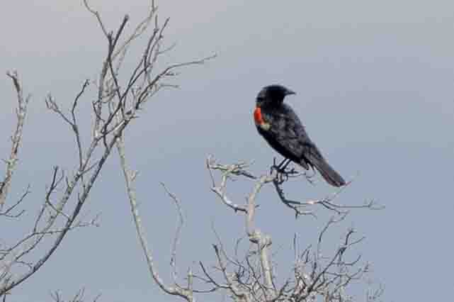 Red-winged Blackbird - ML620639391