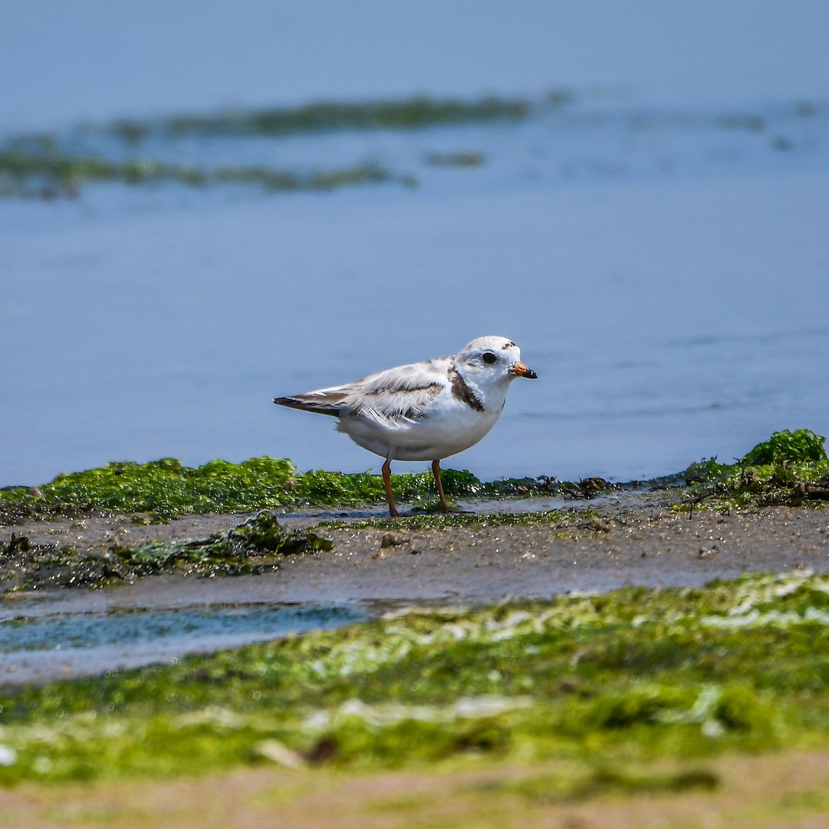 Piping Plover - ML620639392