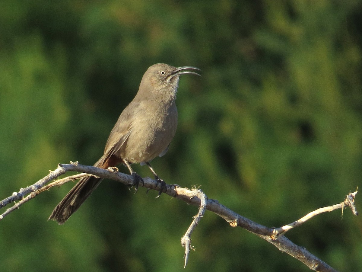 Crissal Thrasher - ML620639393