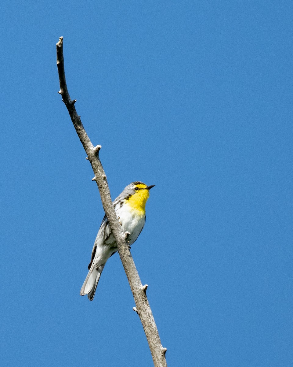 Grace's Warbler - ML620639394