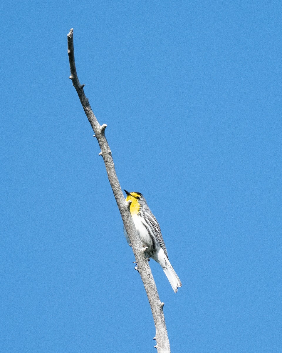 Grace's Warbler - ML620639395