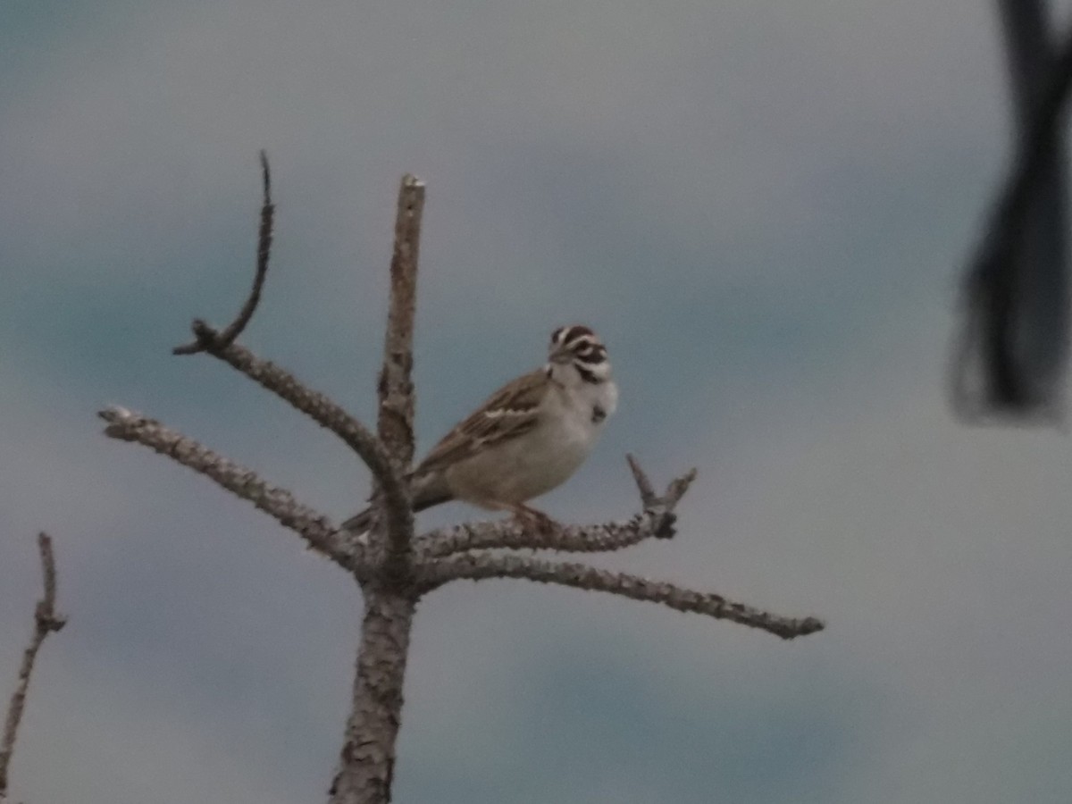 Lark Sparrow - ML620639397