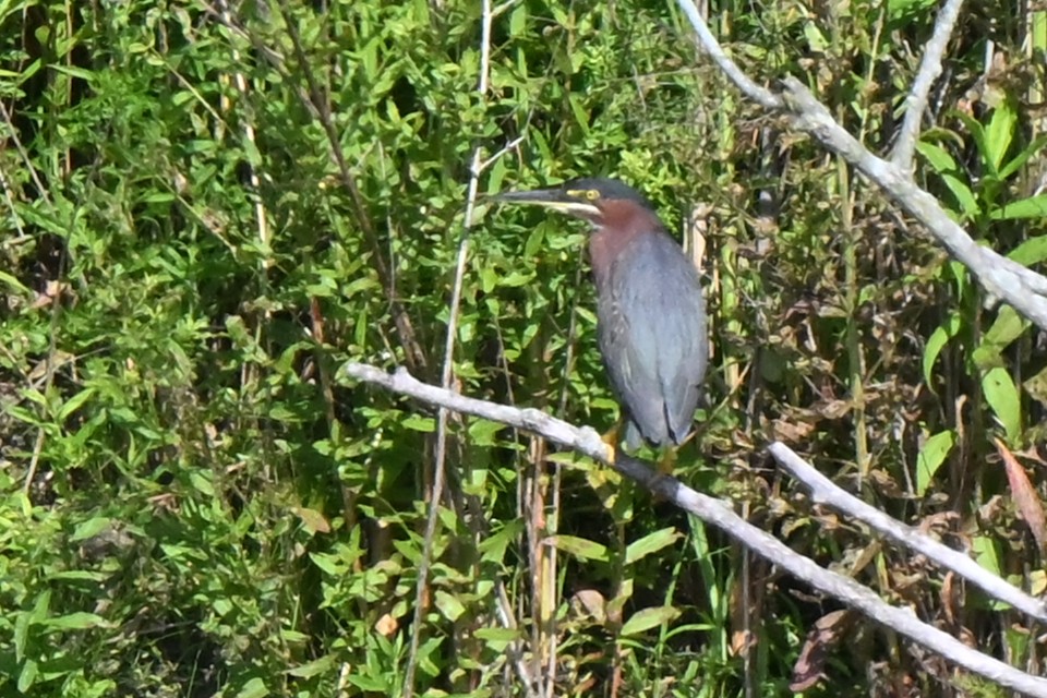 Green Heron - ML620639399