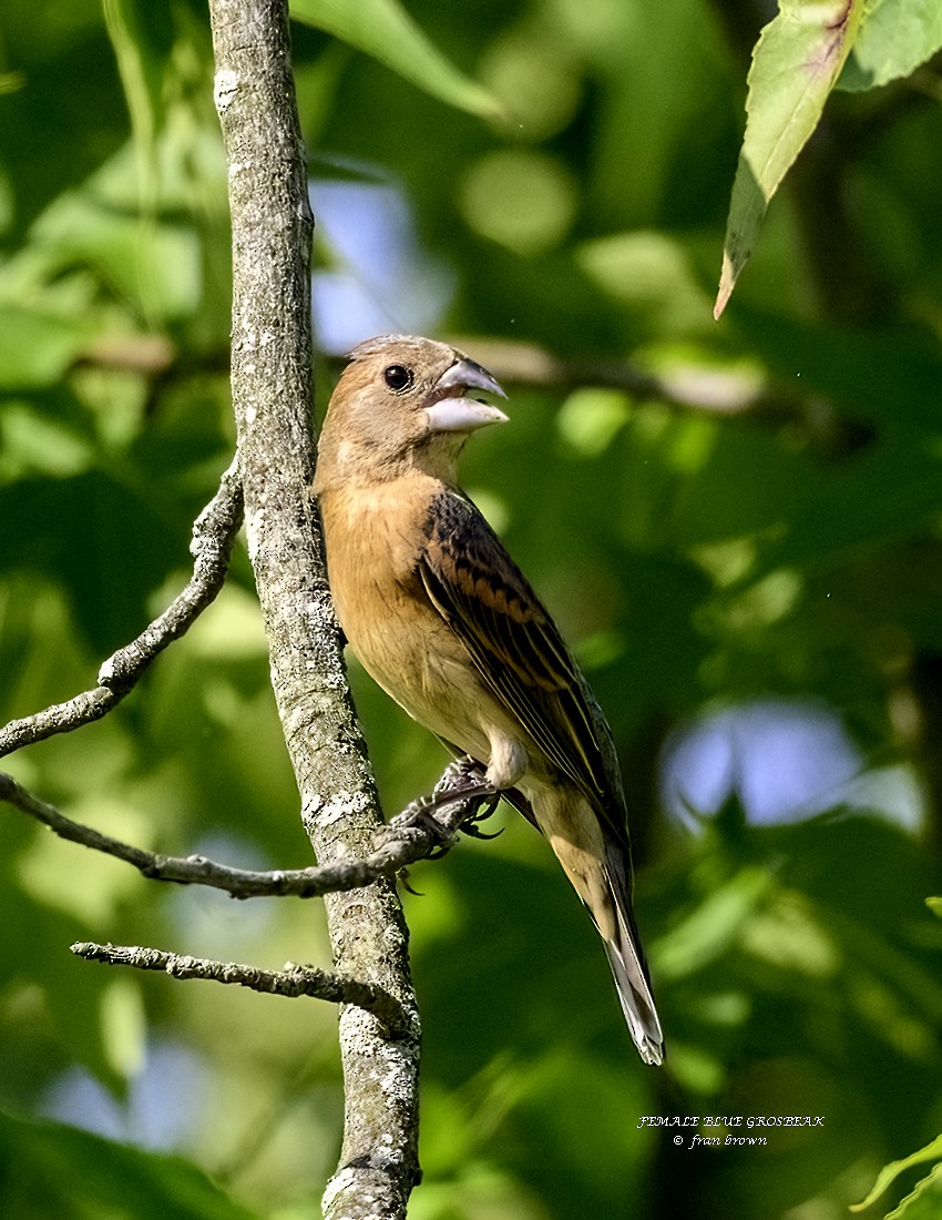 Blue Grosbeak - ML620639401