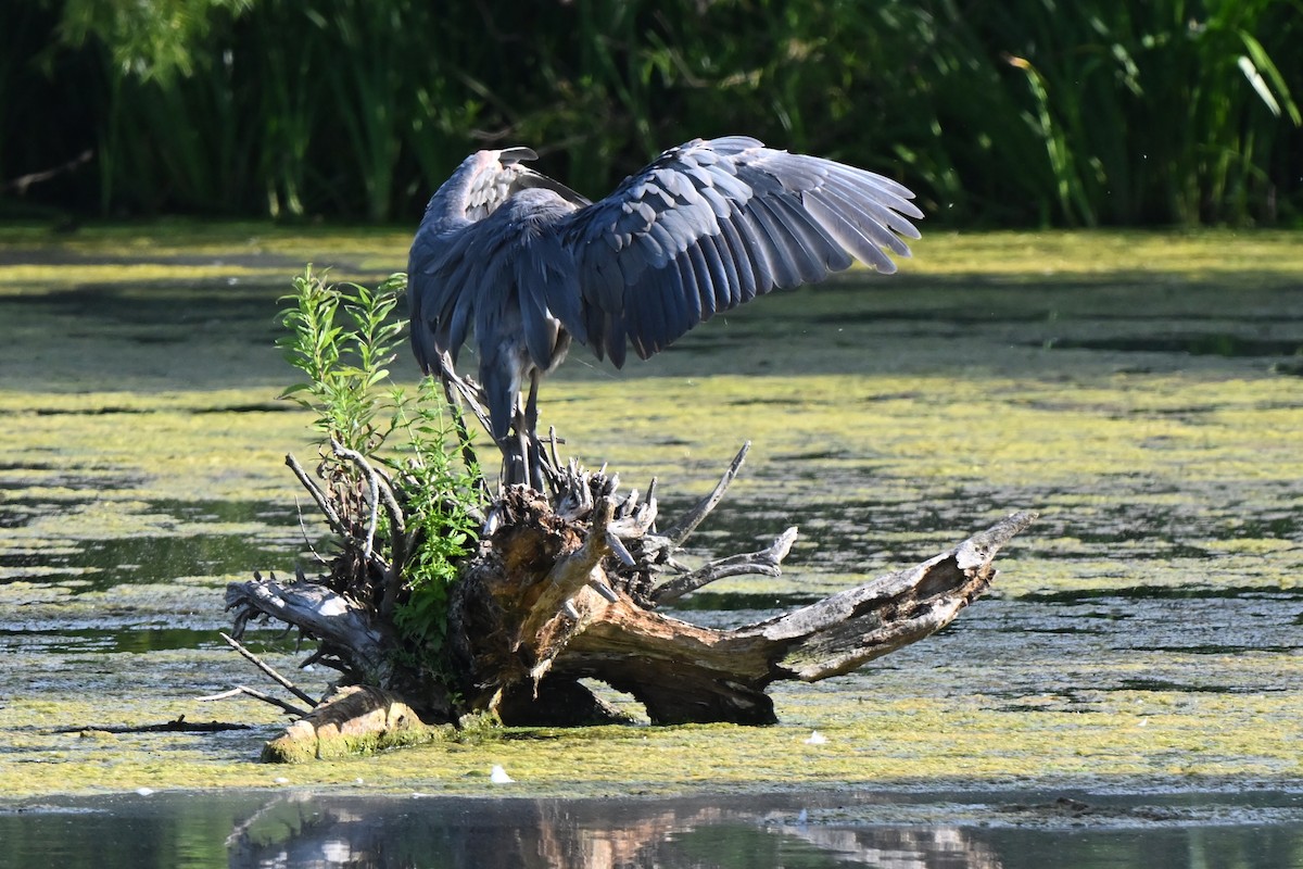 Great Blue Heron - ML620639412