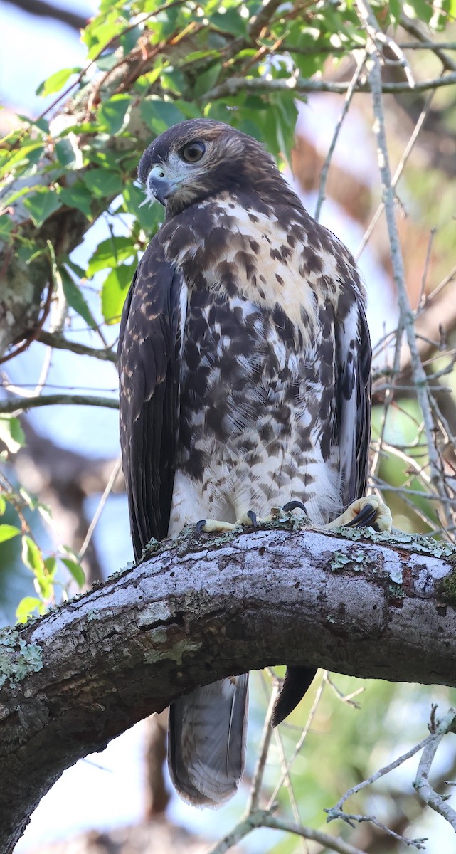 Red-tailed Hawk - ML620639415