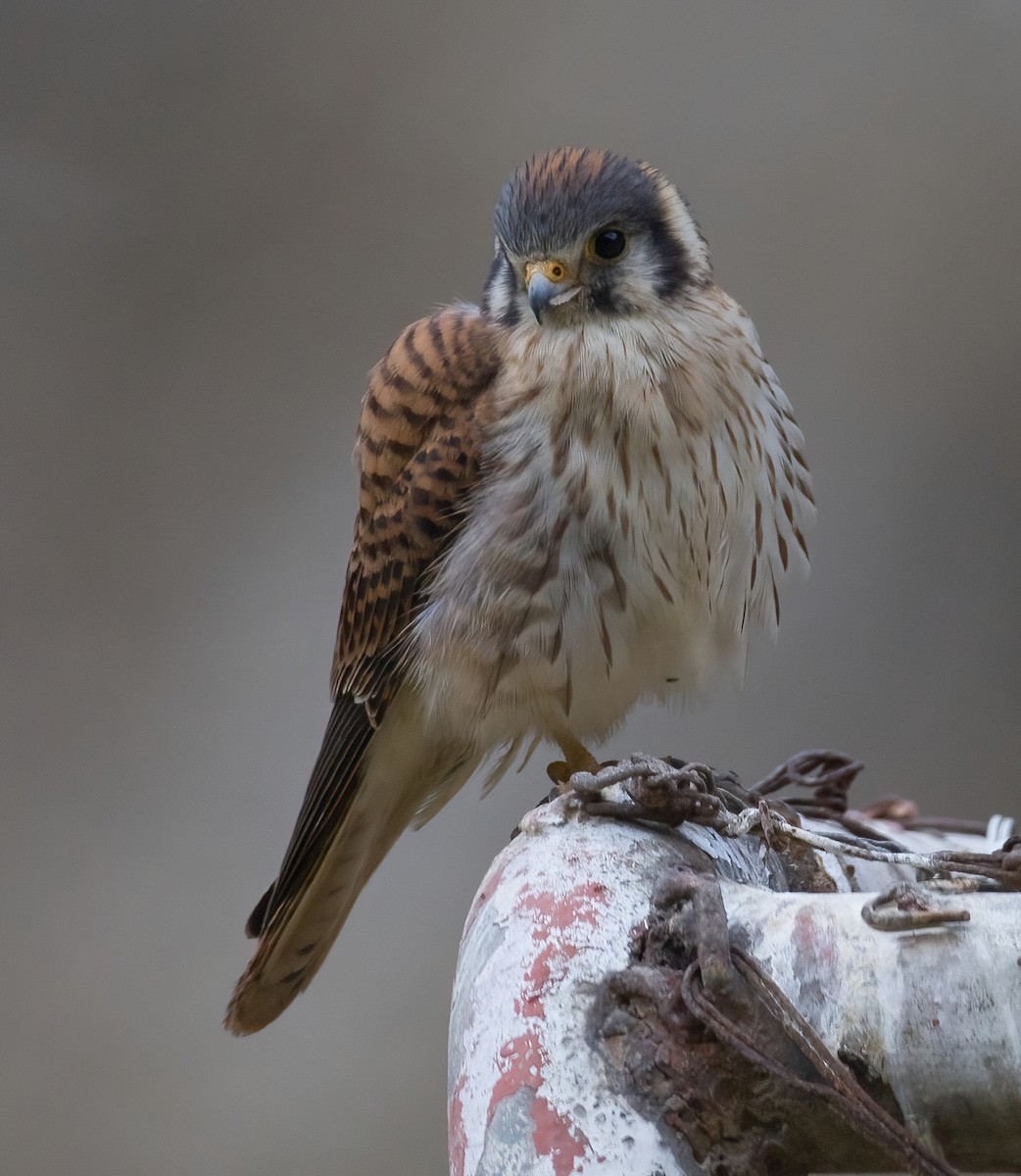 American Kestrel - ML620639418