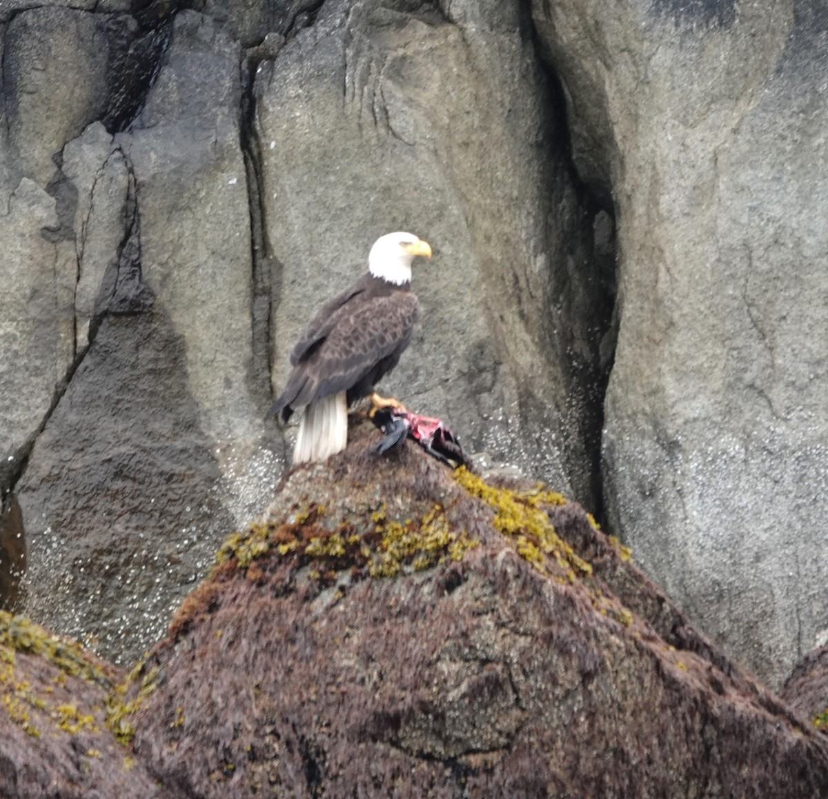 Weißkopf-Seeadler - ML620639420