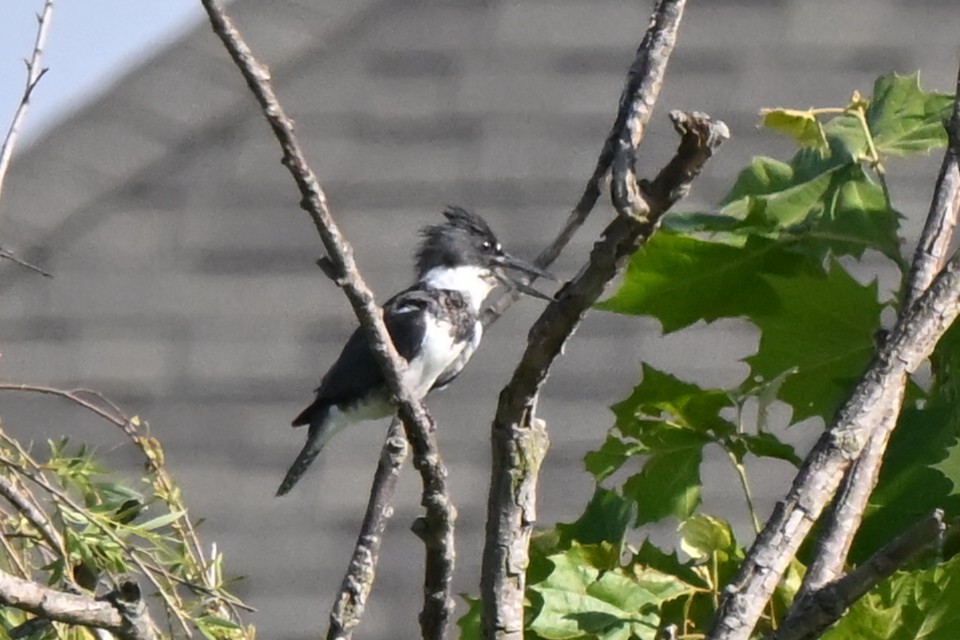 Belted Kingfisher - ML620639421