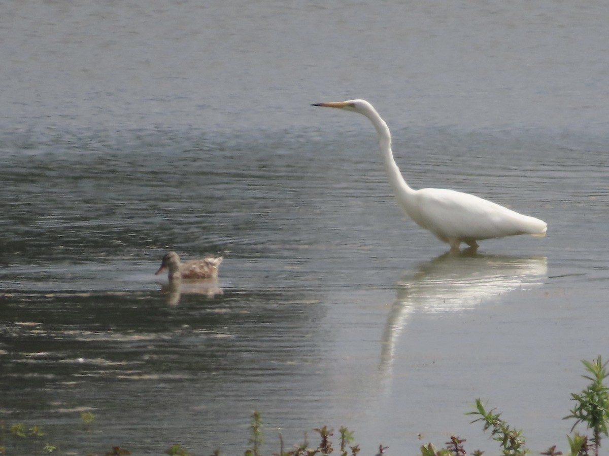 Great Egret - ML620639426