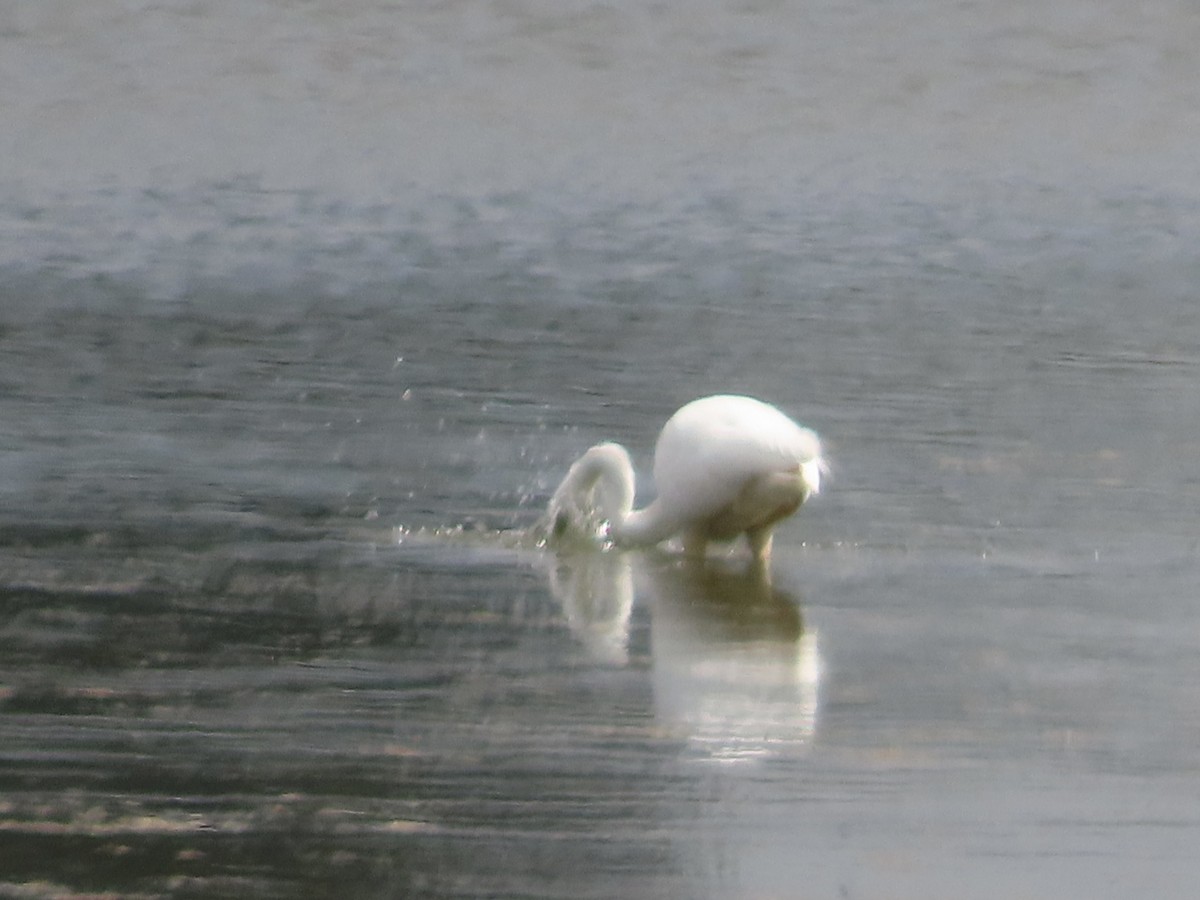 Great Egret - ML620639427