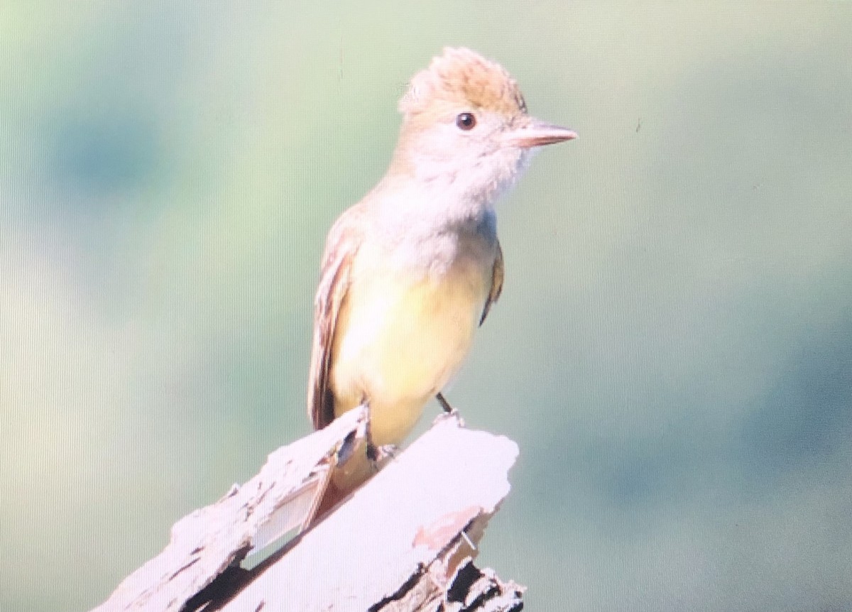 Great Crested Flycatcher - ML620639428