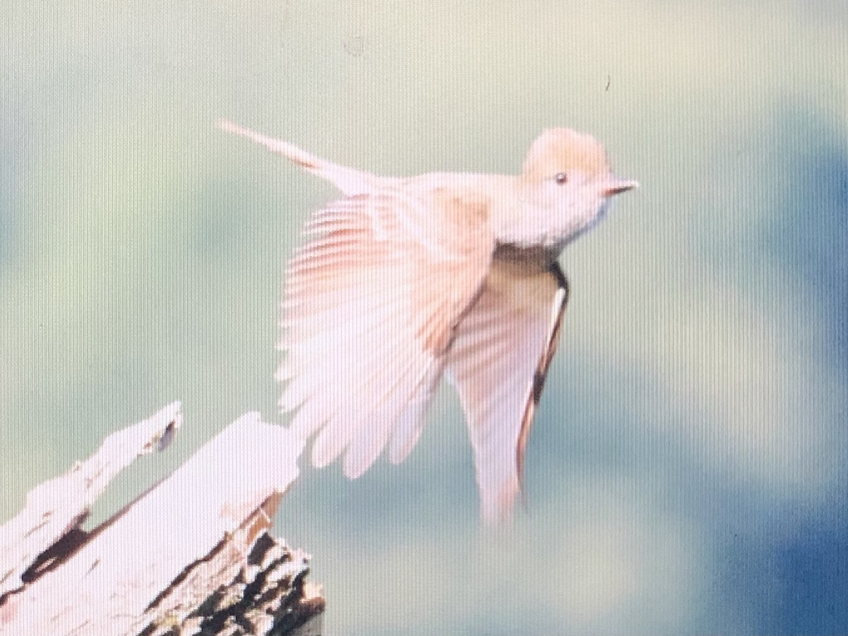 Great Crested Flycatcher - ML620639429