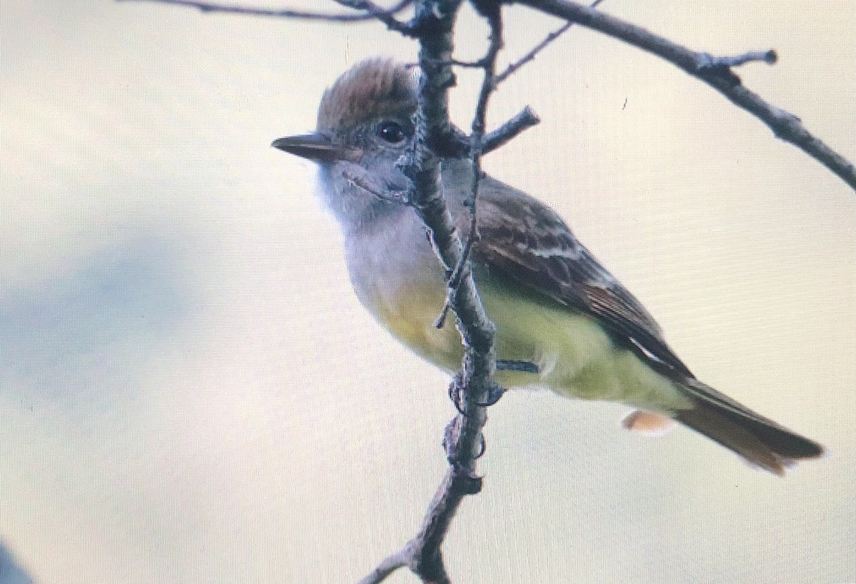 Great Crested Flycatcher - ML620639430
