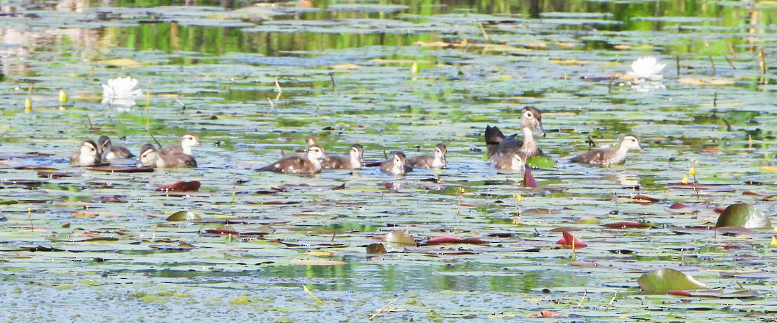 Wood Duck - ML620639435