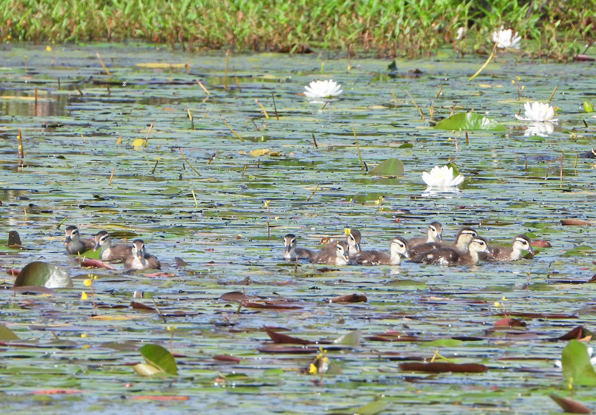 Wood Duck - ML620639437