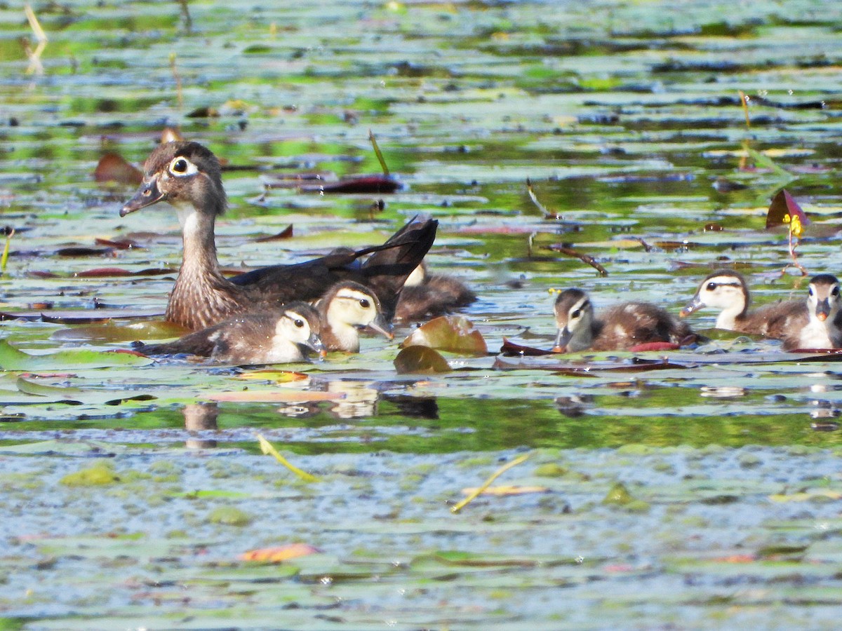 Wood Duck - ML620639438