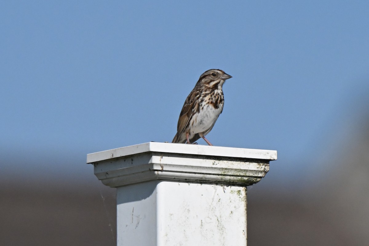 Song Sparrow - Fred Zimmerman