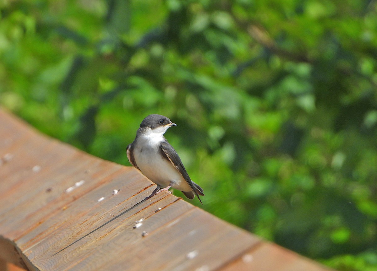 Golondrina Bicolor - ML620639461