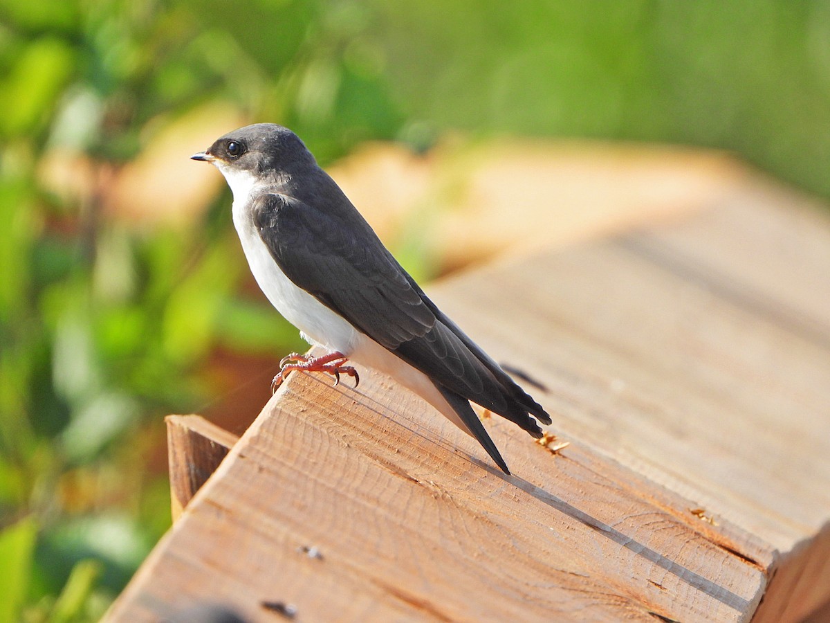 Tree Swallow - ML620639462