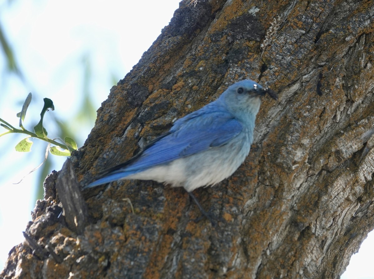 Mountain Bluebird - ML620639469