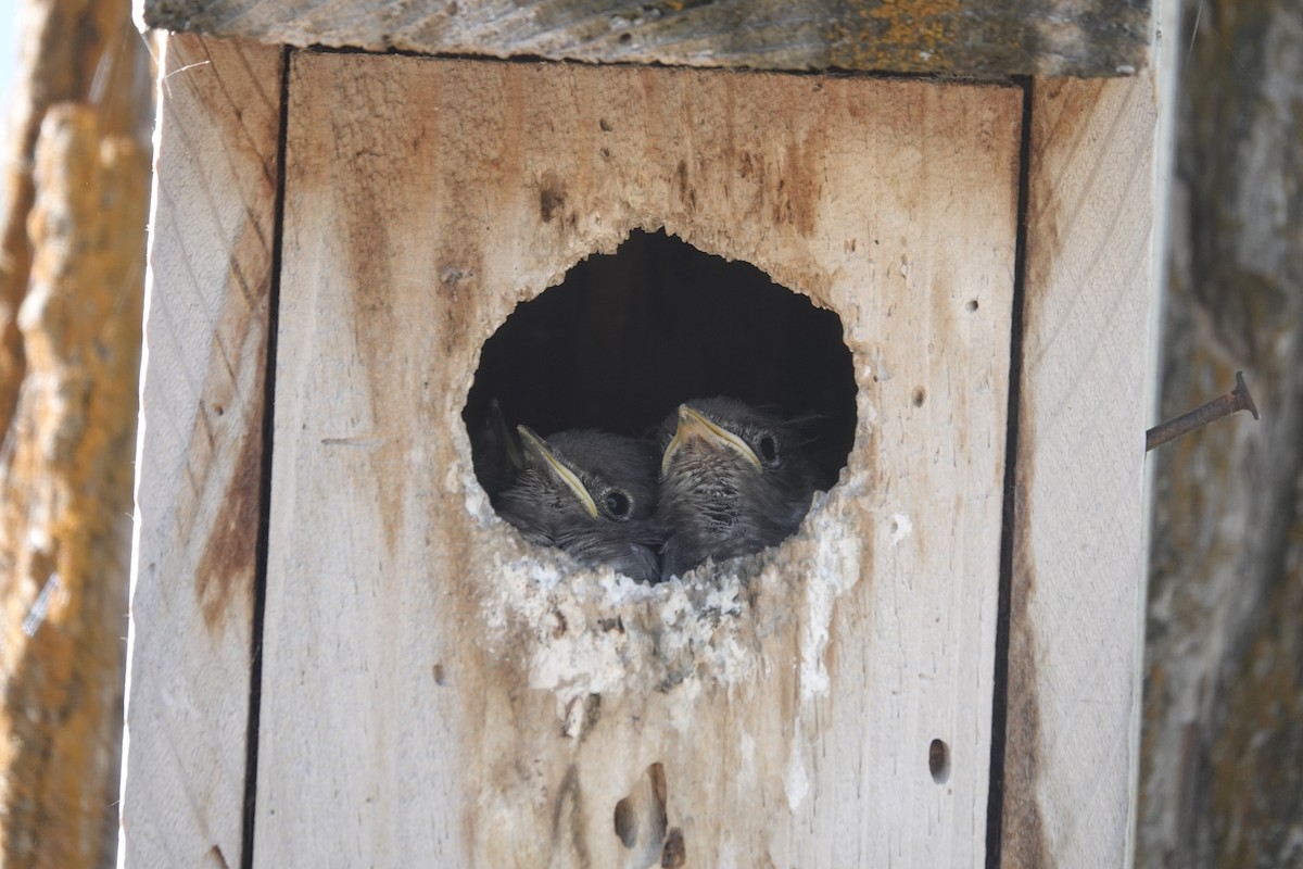 Mountain Bluebird - ML620639470