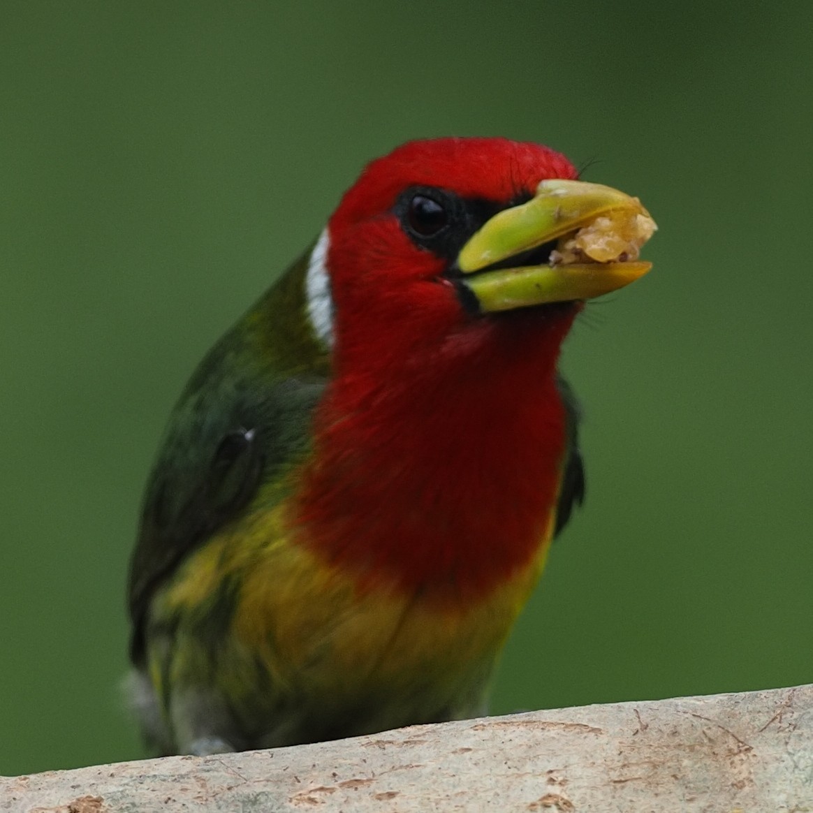 Red-headed Barbet - ML620639472