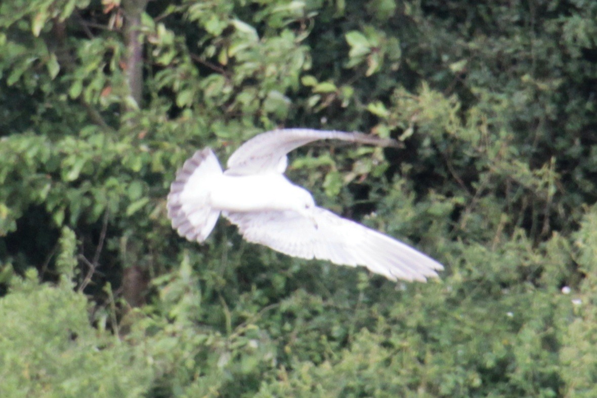 Common Gull (European) - ML620639478