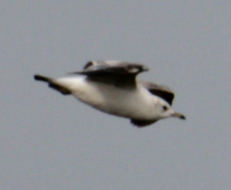 Common Gull (European) - ML620639479