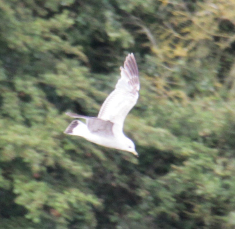 Common Gull (European) - ML620639482