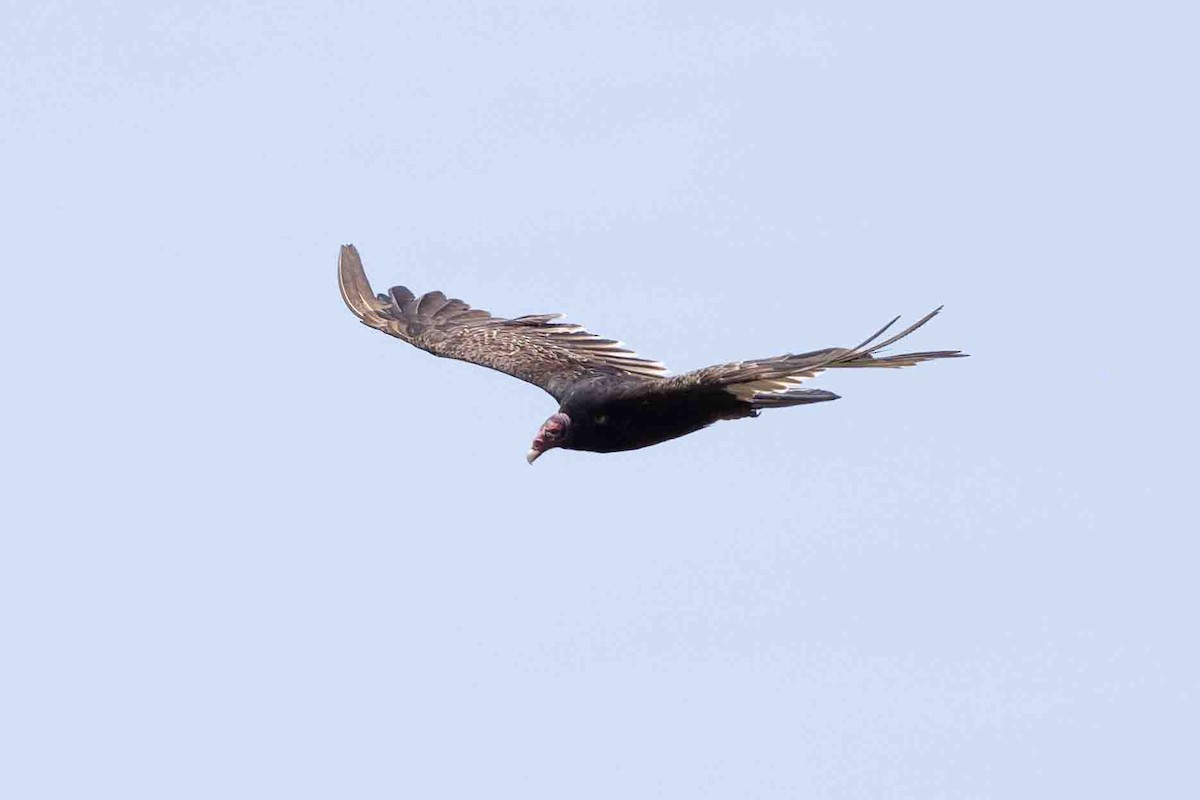Turkey Vulture - ML620639490