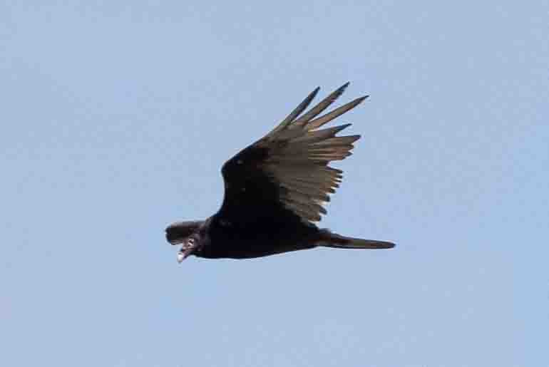 Turkey Vulture - ML620639491