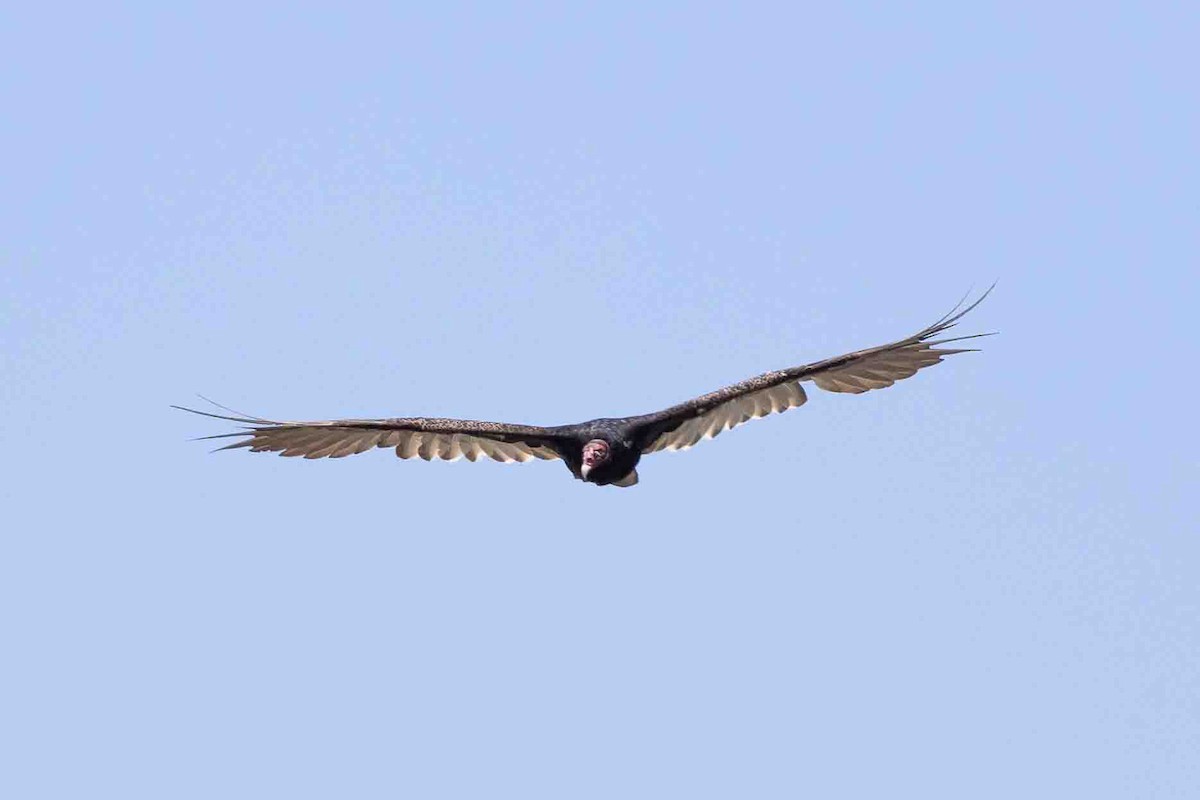 Turkey Vulture - ML620639492