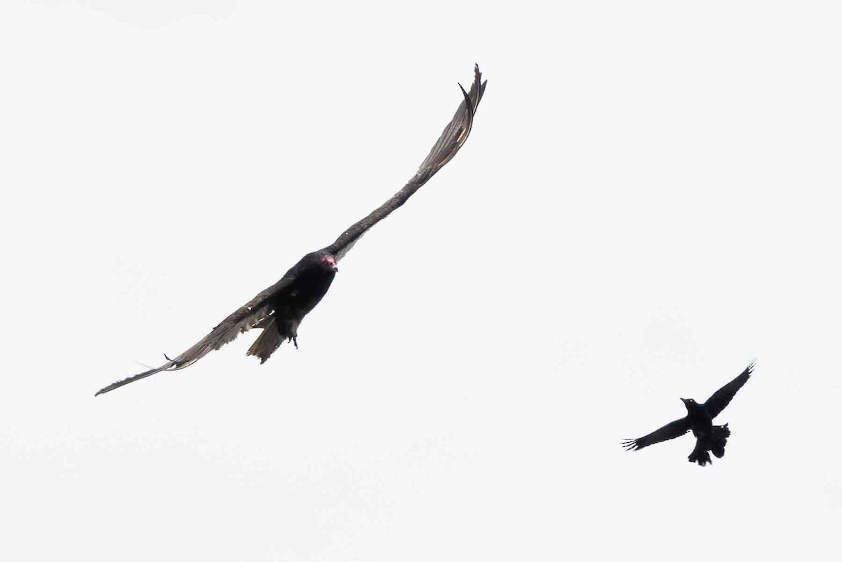 Turkey Vulture - ML620639493