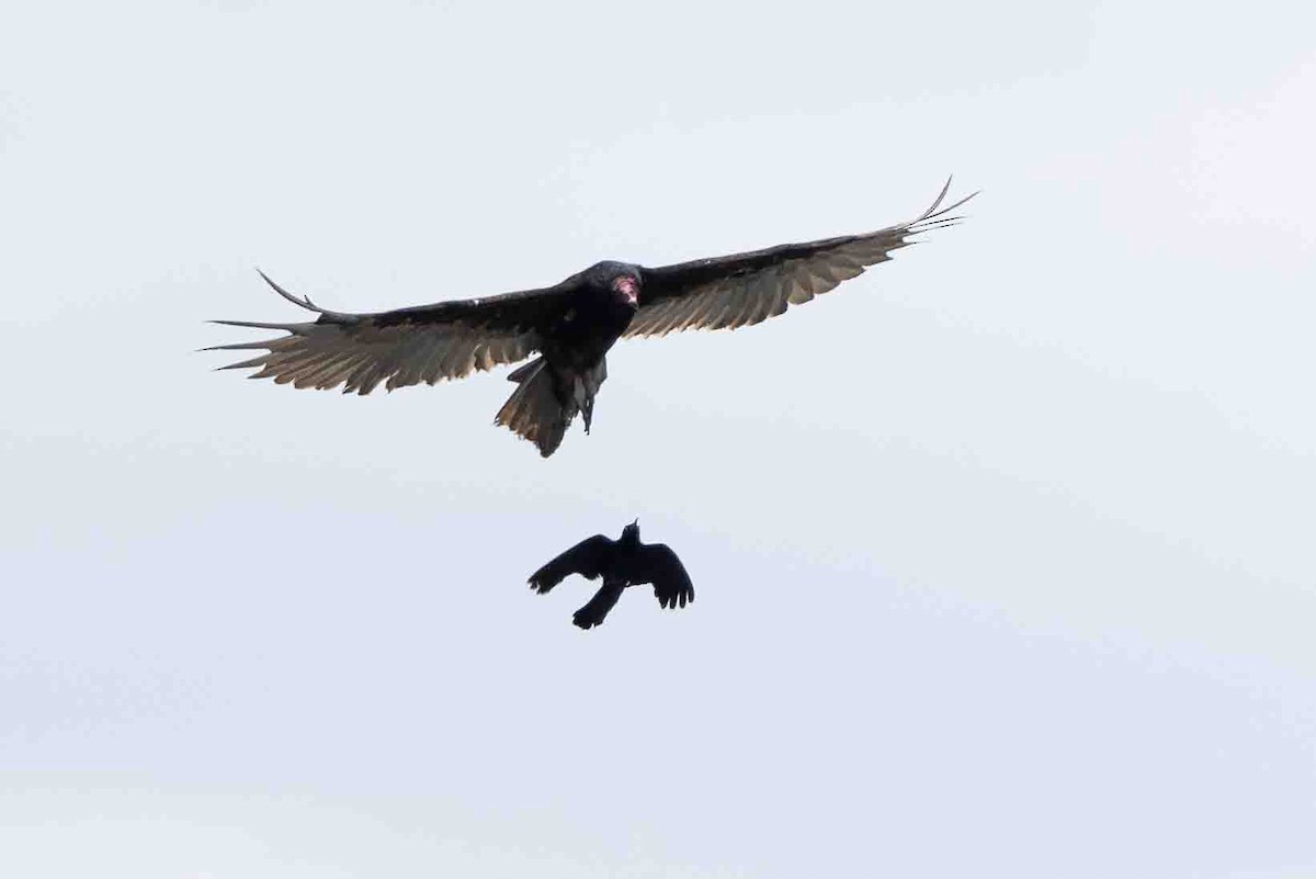 Turkey Vulture - Ann Van Sant