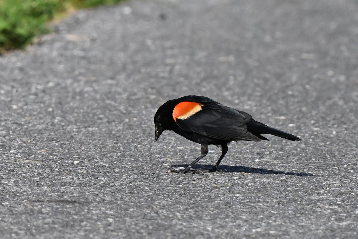 Red-winged Blackbird - Fred Zimmerman