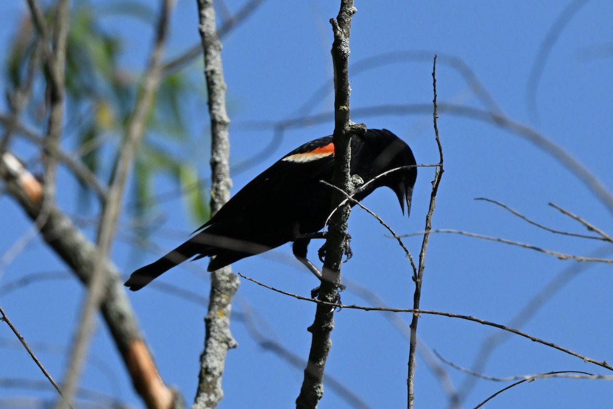 Red-winged Blackbird - ML620639497