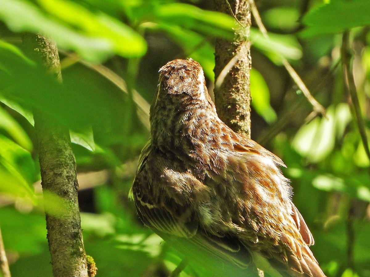 Purple Finch - ML620639499