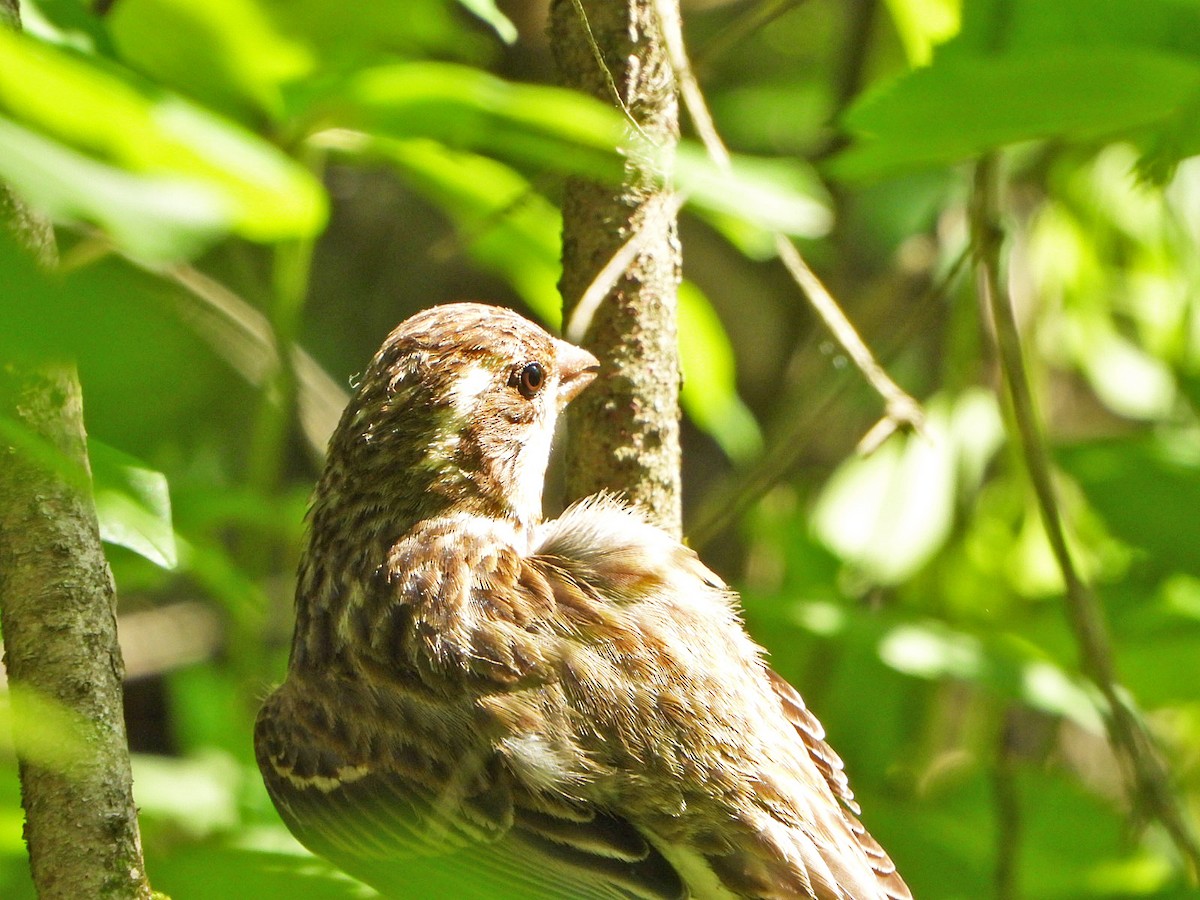 Purple Finch - ML620639500