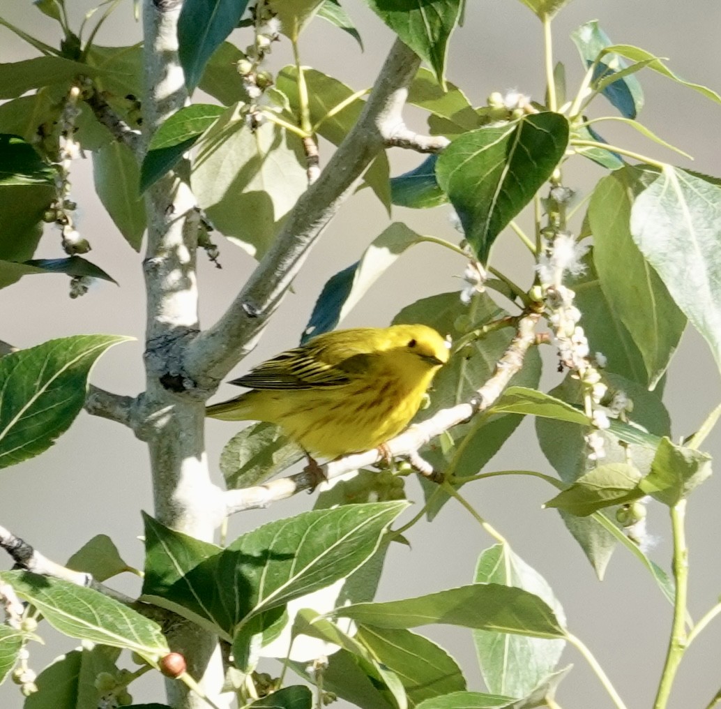 Yellow Warbler - ML620639502