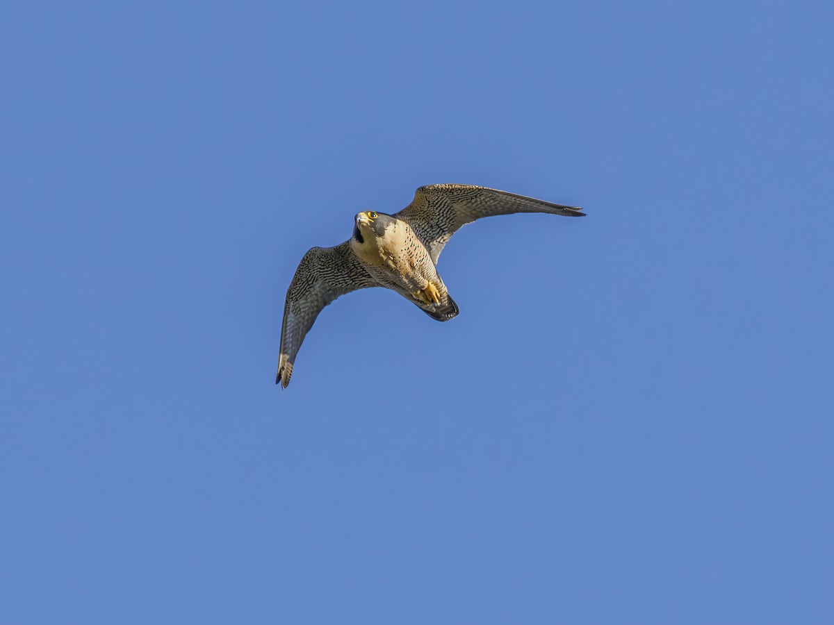 Peregrine Falcon - ML620639506