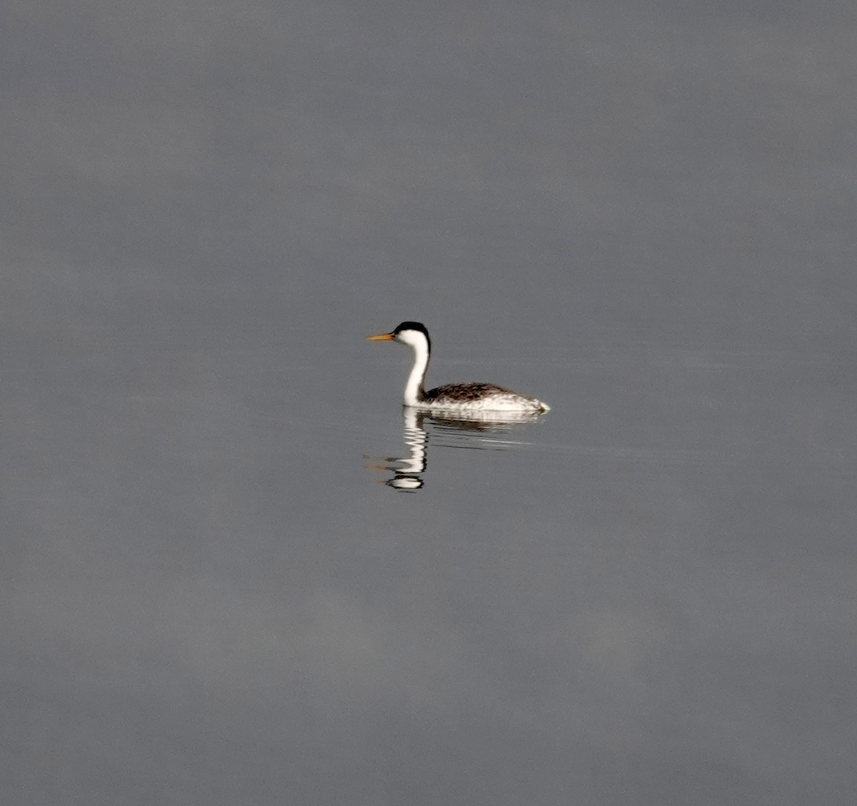 Western Grebe - ML620639509