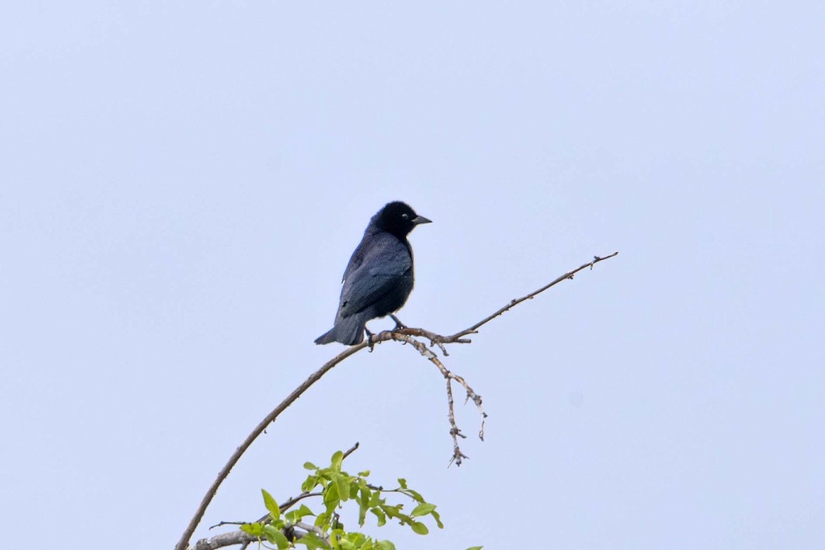 Shiny Cowbird - ML620639510