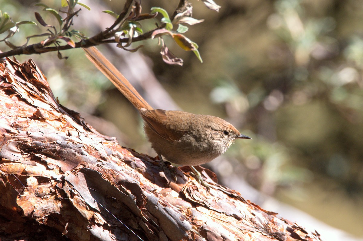 Rusty-fronted Canastero - ML620639514