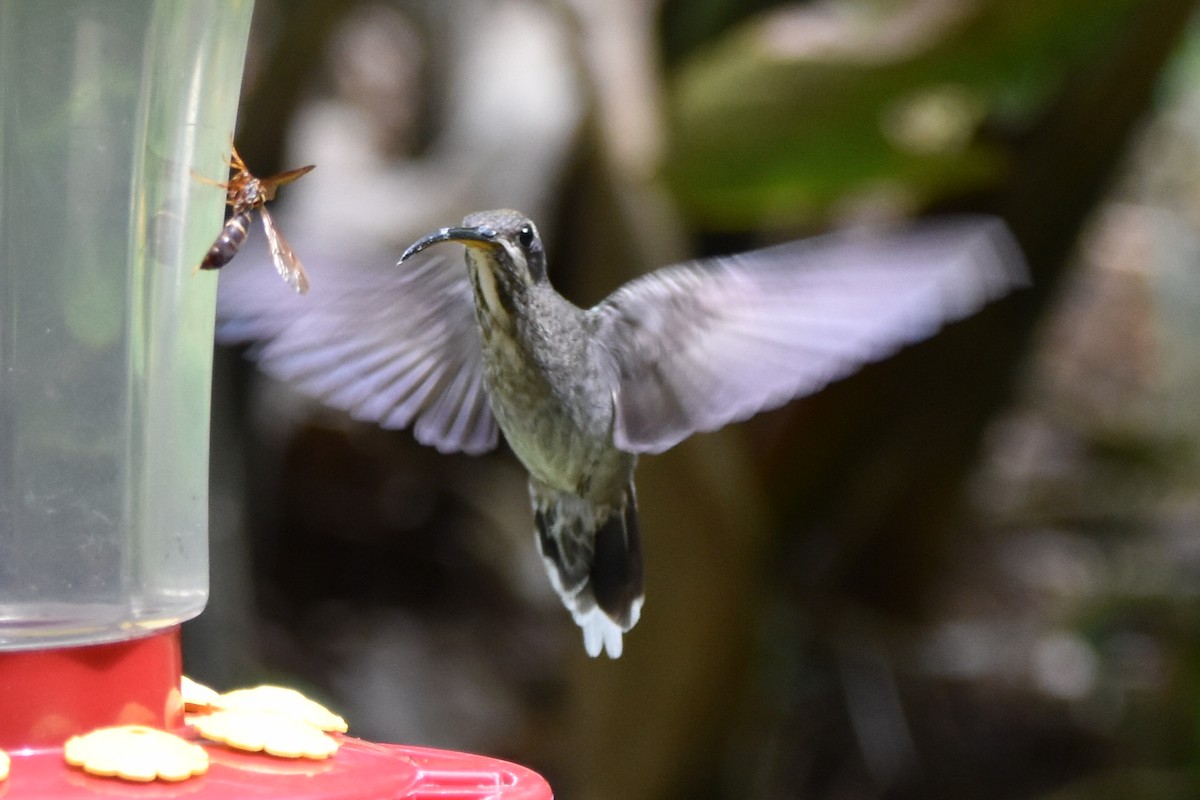 Weißbart-Schattenkolibri - ML620639518