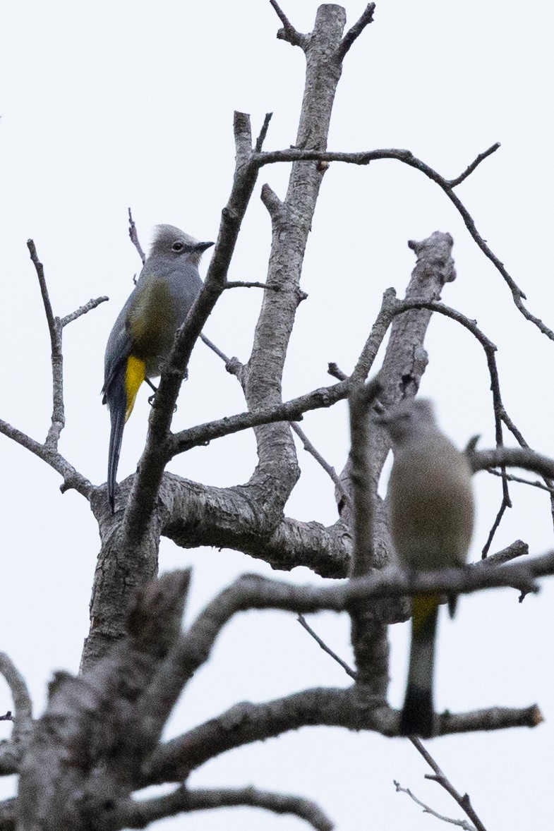 Gray Silky-flycatcher - ML620639524