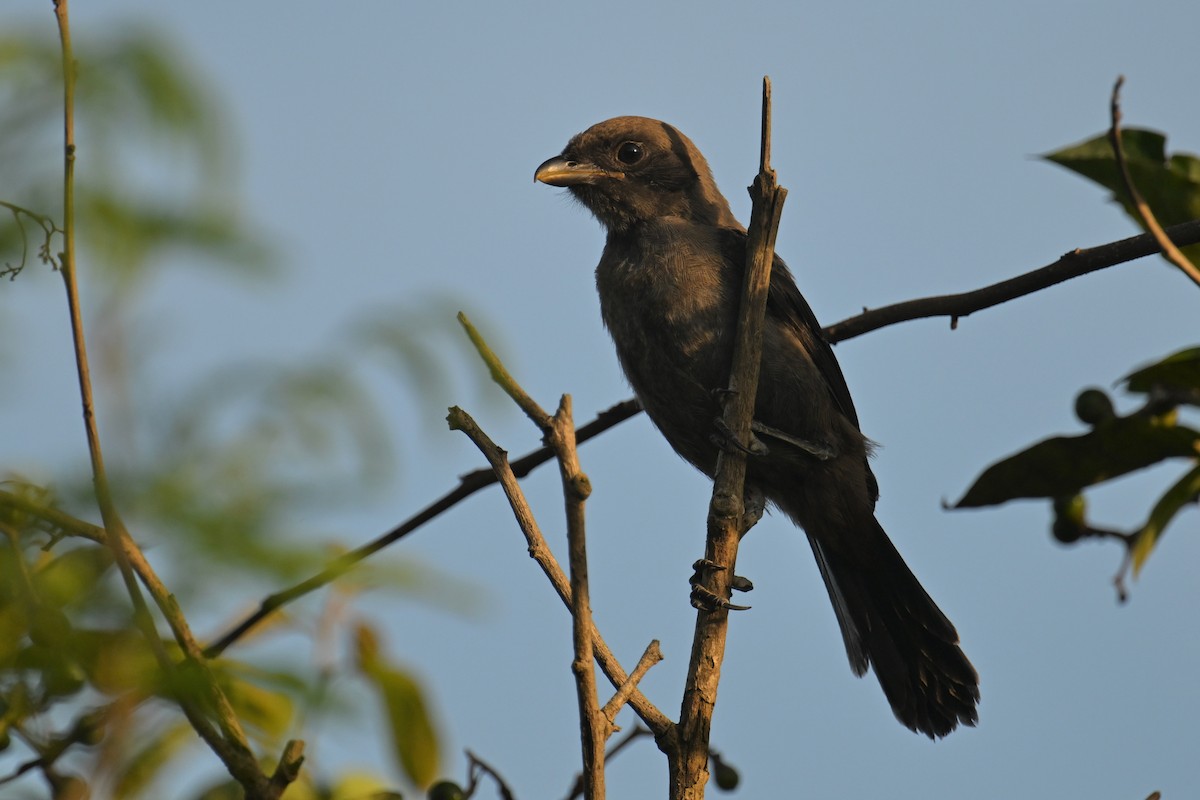 Long-tailed Shrike (schach) - ML620639530