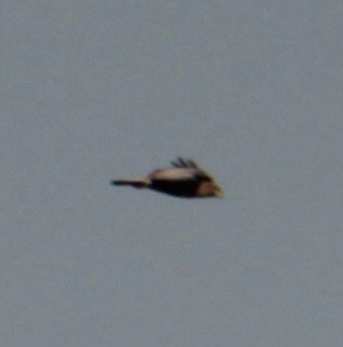 Common Buzzard (Western) - Samuel Harris