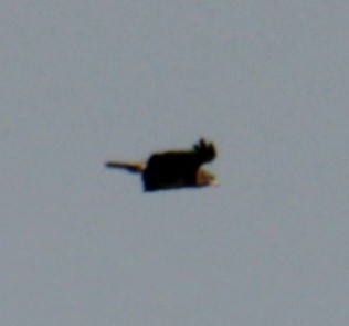 Buse variable (buteo) - ML620639535